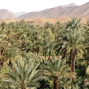Explore Marrakech and the Sahara Desert 6-Day Expedition for 6 days with Cultural Morocco Tours and discover unforgettable experiences - Photo 2
