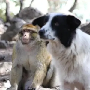 Explore Private tour: Casablanca to Marrakech via Chefchaouen, Fes, and Desert. for 7 days with Cultural Morocco Tours and discover unforgettable experiences - Photo 10