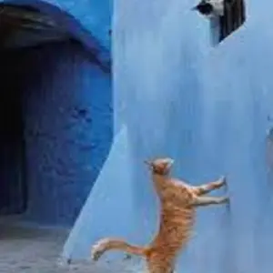 Explore Casablanca to Marrakech visiting Chefchaouen and Fes for 4 days with Cultural Morocco Tours and discover unforgettable experiences - Photo 8