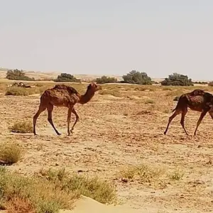 Explore Casablanca to Marrakech and Essaouira PRIVATE tour for 4 days with Cultural Morocco Tours and discover unforgettable experiences - Photo 5