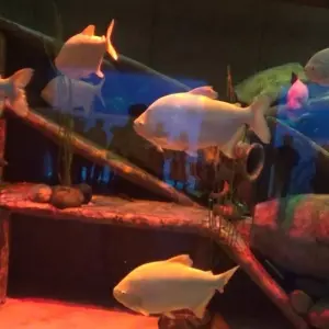 Explore Dazzling Dubai Trip for 5 days with Culture Holidays Private Limited and discover unforgettable experiences - Photo 4