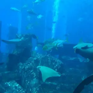 Explore Dazzling Dubai Trip for 5 days with Culture Holidays Private Limited and discover unforgettable experiences - Photo 5