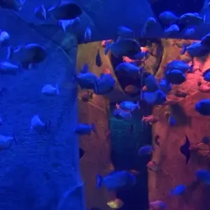 Explore Dazzling Dubai Trip for 5 days with Culture Holidays Private Limited and discover unforgettable experiences - Photo 6