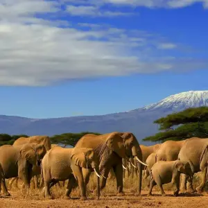 Explore MAGICAL KENYA for 6 days with Culture Holidays Private Limited and discover unforgettable experiences - Photo 7