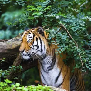 Explore Golden Triangle Tiger Tour with Udaipur for 10 days with Culture Holidays Private Limited and discover unforgettable experiences - Photo 8