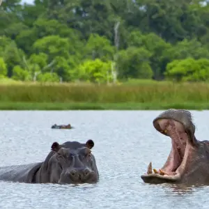 Explore Botswana Kaleidoscope from Victoria Falls for 11 days with DERTOUR and discover unforgettable experiences - Photo 2