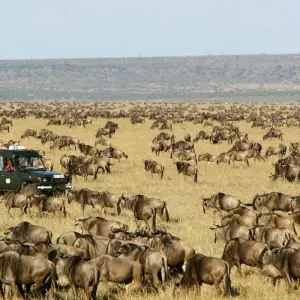 Explore 3 Days Masai Mara Tented Camping Safari for 3 days with Dallago Tours Kenya-Tanzania and discover unforgettable experiences - Photo 2