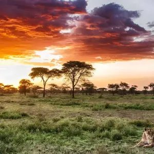 Explore 7 Days Tanzania Classic  Safari for 7 days with Dallago Tours Kenya-Tanzania and discover unforgettable experiences - Photo 2