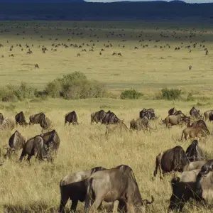 Explore 4 Days Maasai Mara & Lake Nakuru Safari for 4 days with Dallago Tours Kenya-Tanzania and discover unforgettable experiences - Photo 3