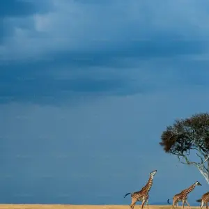 Explore 7 Days Tanzania Classic  Safari for 7 days with Dallago Tours Kenya-Tanzania and discover unforgettable experiences - Photo 3