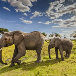 Explore 3 Days Masai Mara Tented Camping Safari for 3 days with Dallago Tours Kenya-Tanzania and discover unforgettable experiences - Photo 4