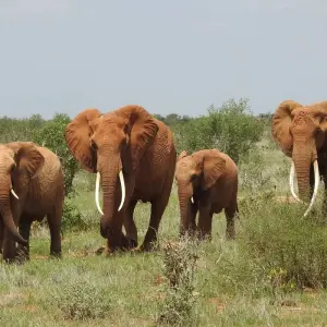 Explore 4 Days Maasai Mara & Lake Nakuru Safari for 4 days with Dallago Tours Kenya-Tanzania and discover unforgettable experiences - Photo 4