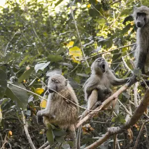 Explore 5 Days Tanzania Safari for 5 days with Dallago Tours Kenya-Tanzania and discover unforgettable experiences - Photo 3