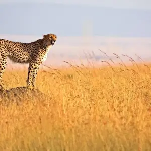 Explore 3 Days Masai Mara Tented Camping Safari for 3 days with Dallago Tours Kenya-Tanzania and discover unforgettable experiences - Photo 5