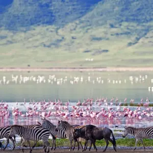 Explore 7 Days Tanzania Classic  Safari for 7 days with Dallago Tours Kenya-Tanzania and discover unforgettable experiences - Photo 5