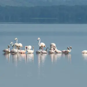 Explore 4 Days Maasai Mara & Lake Nakuru Safari for 4 days with Dallago Tours Kenya-Tanzania and discover unforgettable experiences - Photo 5