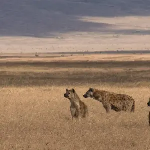 Explore 5 Days Tanzania Safari for 5 days with Dallago Tours Kenya-Tanzania and discover unforgettable experiences - Photo 4