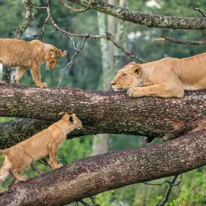 Explore 7 Days Tanzania Classic  Safari for 7 days with Dallago Tours Kenya-Tanzania and discover unforgettable experiences - Photo 7