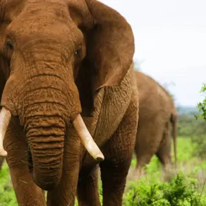 Explore 7  Days Best of Kenya Safari for 7 days with Dallago Tours Kenya-Tanzania and discover unforgettable experiences - Photo 3