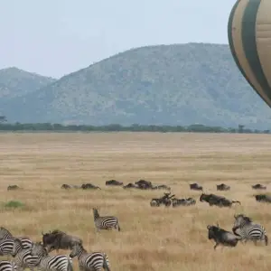 Explore 4 Days Maasai Mara & Lake Nakuru Safari for 4 days with Dallago Tours Kenya-Tanzania and discover unforgettable experiences - Photo 9
