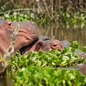 Explore 7  Days Best of Kenya Safari for 7 days with Dallago Tours Kenya-Tanzania and discover unforgettable experiences - Photo 4