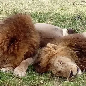 Explore 7  Days Best of Kenya Safari for 7 days with Dallago Tours Kenya-Tanzania and discover unforgettable experiences - Photo 5