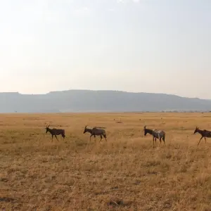 Explore 7  Days Best of Kenya Safari for 7 days with Dallago Tours Kenya-Tanzania and discover unforgettable experiences - Photo 8