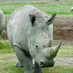 Explore 7  Days Best of Kenya Safari for 7 days with Dallago Tours Kenya-Tanzania and discover unforgettable experiences - Photo 9