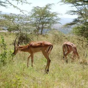 Explore 7  Days Best of Kenya Safari for 7 days with Dallago Tours Kenya-Tanzania and discover unforgettable experiences - Photo 10