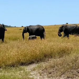 Explore 7  Days Best of Kenya Safari for 7 days with Dallago Tours Kenya-Tanzania and discover unforgettable experiences - Photo 11