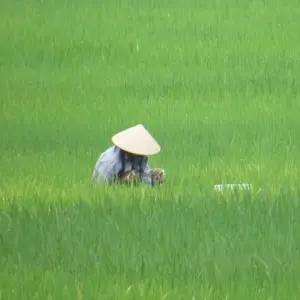 Explore Vietnam Motorcycle Tour to Pu Luong, Mai Chau, Tam Coc, Hoa Lu for 4 days with DNQ Travel and discover unforgettable experiences - Photo 9