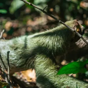 Explore Manuel Antonio National Park for 3 days with DERTOUR and discover unforgettable experiences - Photo 4