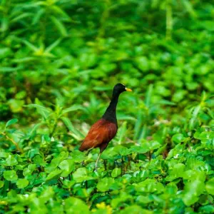 Explore Tortuguero jungle experience for 3 days with DERTOUR and discover unforgettable experiences - Photo 3