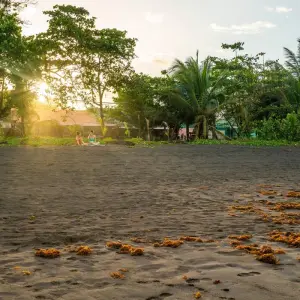 Explore Tortuguero jungle experience for 3 days with DERTOUR and discover unforgettable experiences - Photo 7