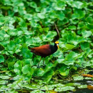 Explore Tortuguero jungle experience for 3 days with DERTOUR and discover unforgettable experiences - Photo 8