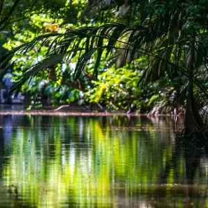 Explore Tortuguero jungle experience for 3 days with DERTOUR and discover unforgettable experiences - Photo 10