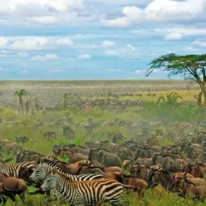 Explore Kilimanjaro, Safari and Zanzibar for 19 days with DIAMIR Erlebnisreisen and discover unforgettable experiences - Photo 5