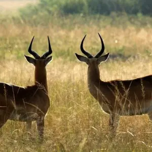 Explore In the green heart of Africa for 9 days with DIAMIR Erlebnisreisen and discover unforgettable experiences - Photo 5