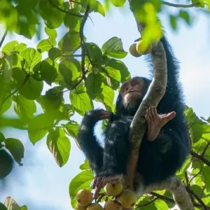 Explore In the green heart of Africa for 9 days with DIAMIR Erlebnisreisen and discover unforgettable experiences - Photo 6