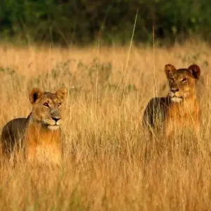 Explore In the green heart of Africa for 9 days with DIAMIR Erlebnisreisen and discover unforgettable experiences - Photo 7