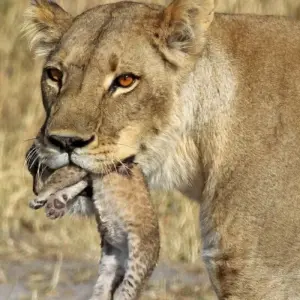 Explore Mount Meru, Kilimanjaro, Safari, Zanzibar for 24 days with DIAMIR Erlebnisreisen and discover unforgettable experiences - Photo 4