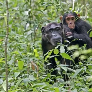 Explore In the green heart of Africa for 9 days with DIAMIR Erlebnisreisen and discover unforgettable experiences - Photo 8