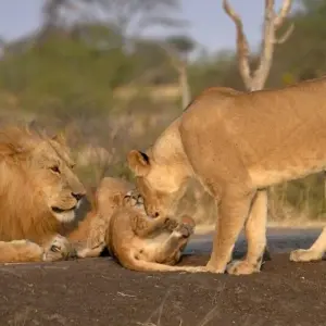 Explore Mount Meru, Kilimanjaro, Safari, Zanzibar for 24 days with DIAMIR Erlebnisreisen and discover unforgettable experiences - Photo 5