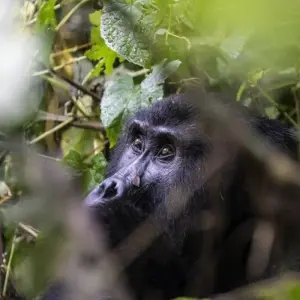 Explore In the green heart of Africa for 9 days with DIAMIR Erlebnisreisen and discover unforgettable experiences - Photo 10