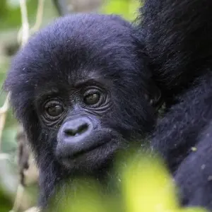 Explore In the green heart of Africa for 9 days with DIAMIR Erlebnisreisen and discover unforgettable experiences - Photo 11