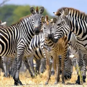 Explore Mount Meru, Kilimanjaro, Safari, Zanzibar for 24 days with DIAMIR Erlebnisreisen and discover unforgettable experiences - Photo 9