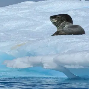 Explore Animal Paradises Falkland and South Georgia for 19 days with DIAMIR Erlebnisreisen and discover unforgettable experiences - Photo 2