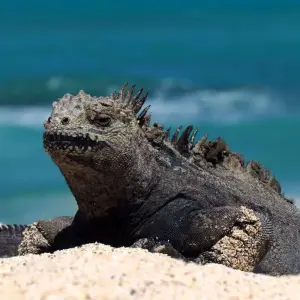 Explore Höhepunkte zwischen Machu Picchu und Galapagos for 19 days with DIAMIR Erlebnisreisen and discover unforgettable experiences - Photo 2