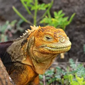 Explore Höhepunkte zwischen Machu Picchu und Galapagos for 19 days with DIAMIR Erlebnisreisen and discover unforgettable experiences - Photo 3