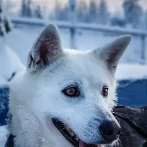 Explore Polar Adventures in Lapland's winter wonderland for 8 days with DIAMIR Erlebnisreisen and discover unforgettable experiences - Photo 8